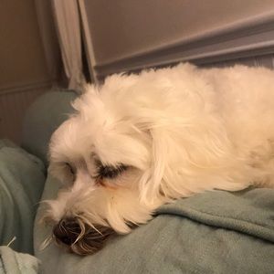 Meet your Posher, Annie